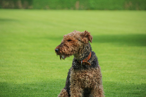 Hundewiese Eickhorst