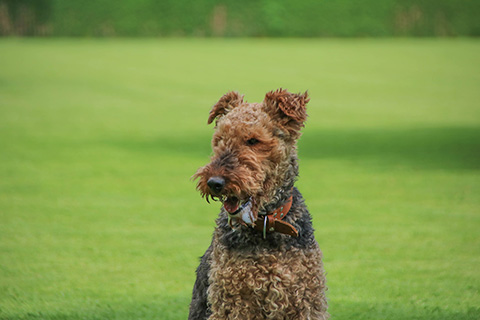Hundewiese Eickhorst