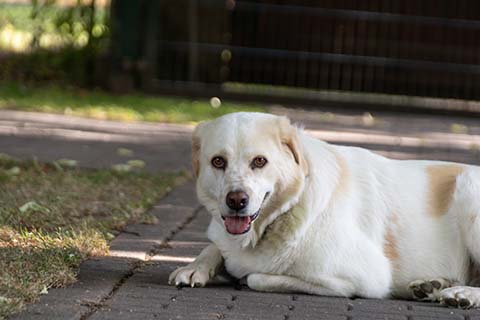 Hundewiese Eickhorst