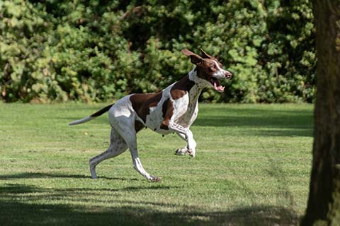 Hundewiese Eickhorst