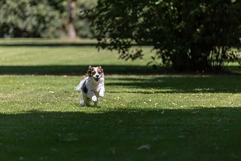 Hundewiese Eickhorst