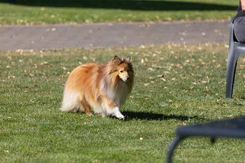 Hundewiese Eickhorst