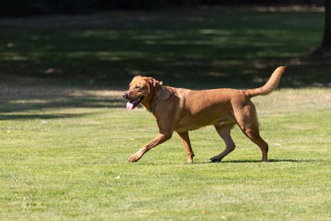 Hundewiese Eickhorst