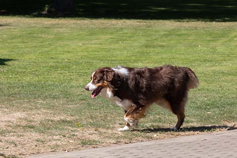 Hundewiese Eickhorst