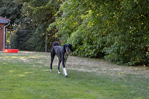 Hundewiese Eickhorst