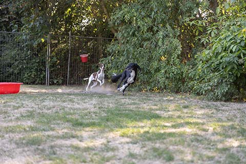 Hundewiese Eickhorst