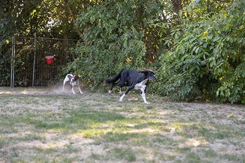 Hundewiese Eickhorst