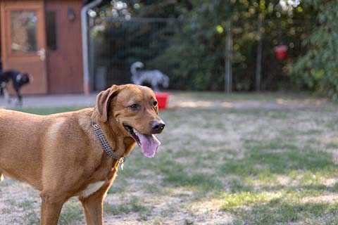 Hundewiese Eickhorst