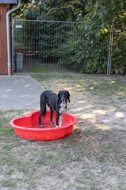 Hundewiese Eickhorst