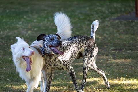 Hundewiese Eickhorst