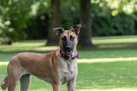 Hundewiese Eickhorst