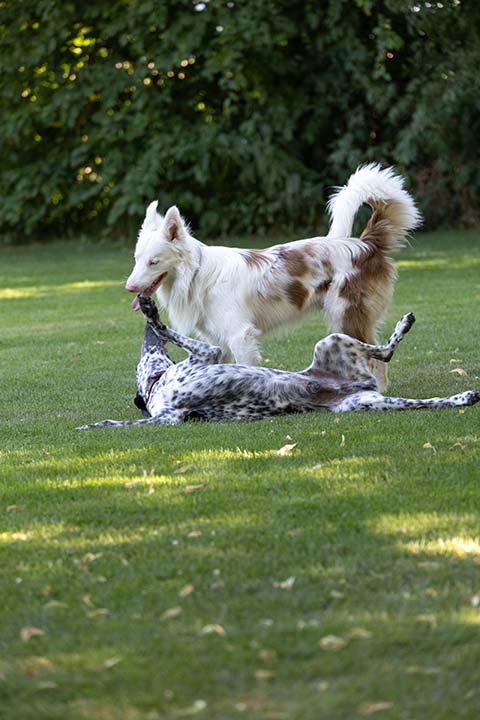 Hundewiese Eickhorst