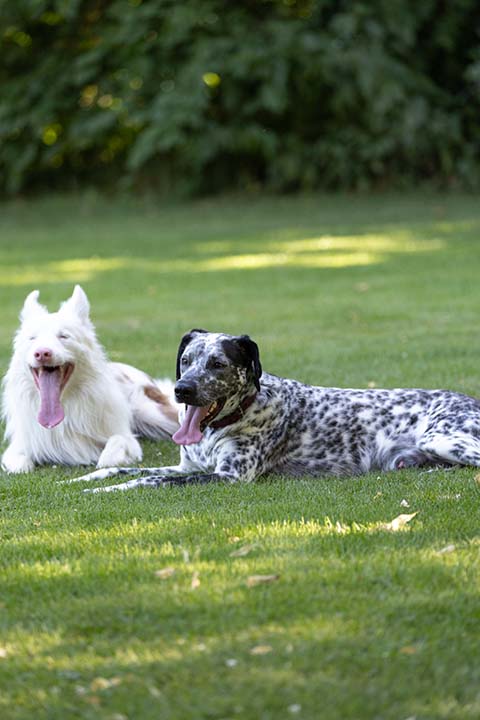 Hundewiese Eickhorst