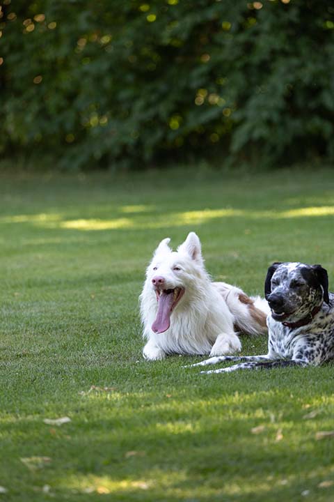 Hundewiese Eickhorst