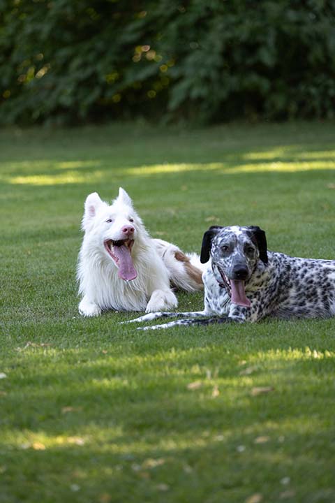 Hundewiese Eickhorst