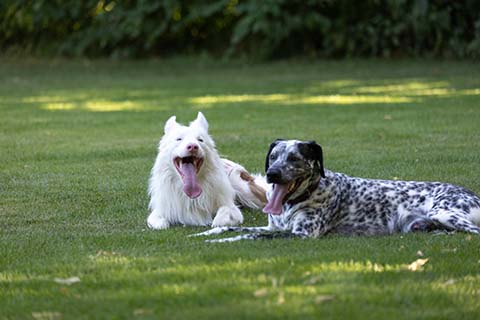 Hundewiese Eickhorst