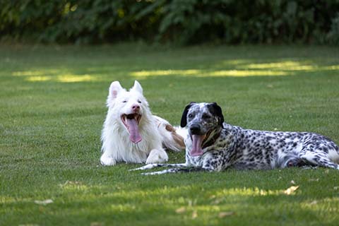 Hundewiese Eickhorst