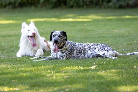 Hundewiese Eickhorst