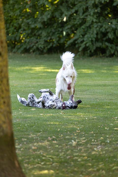 Hundewiese Eickhorst