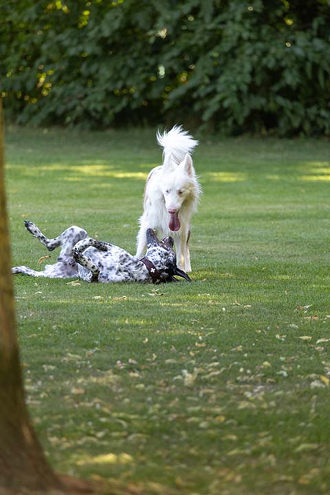 Hundewiese Eickhorst
