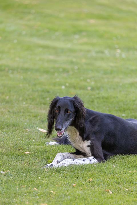 Hundewiese Eickhorst