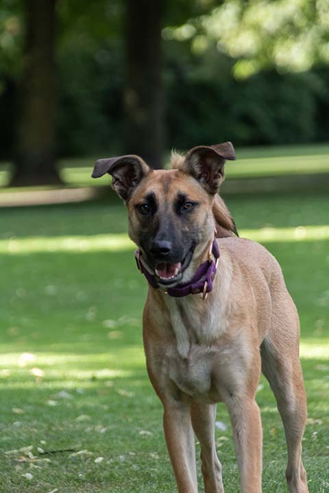 Hundewiese Eickhorst