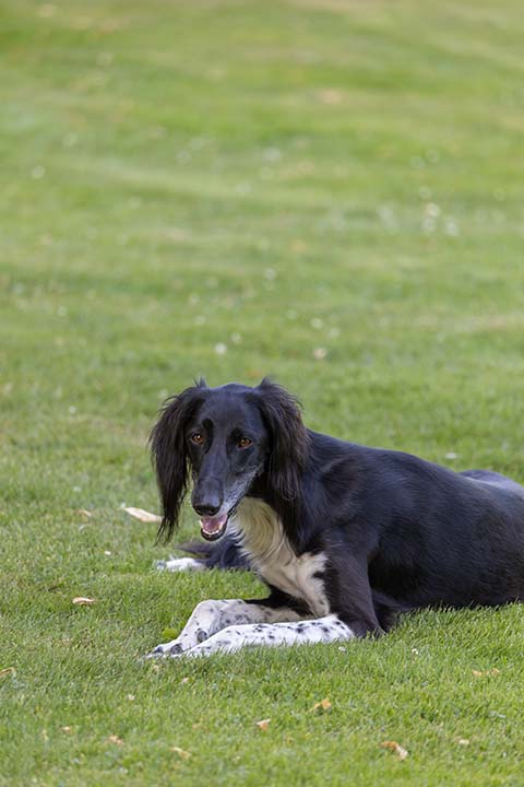 Hundewiese Eickhorst