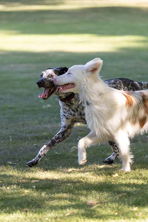 Hundewiese Eickhorst