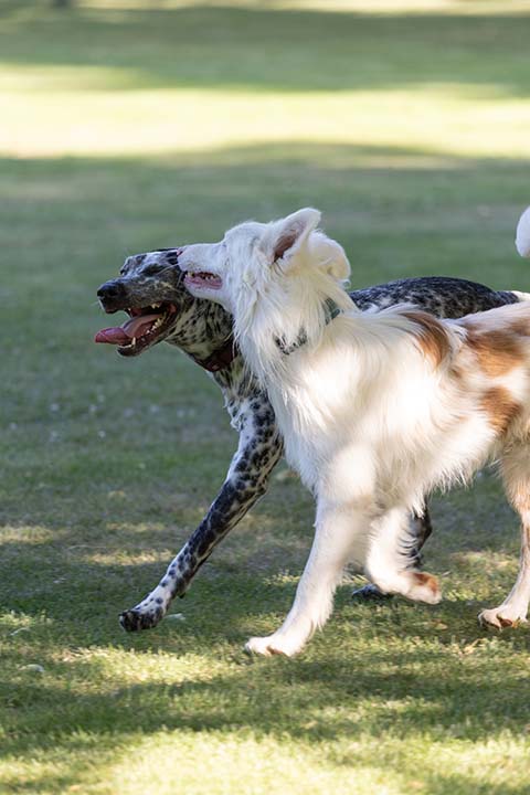 Hundewiese Eickhorst