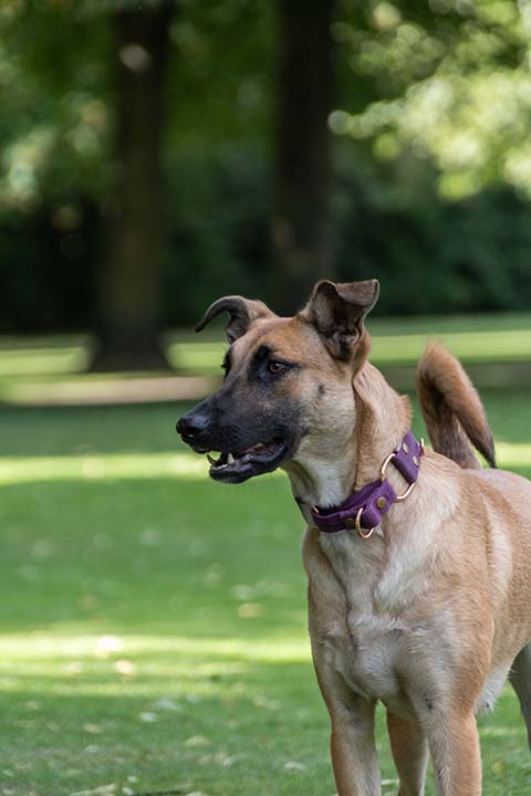 Hundewiese Eickhorst