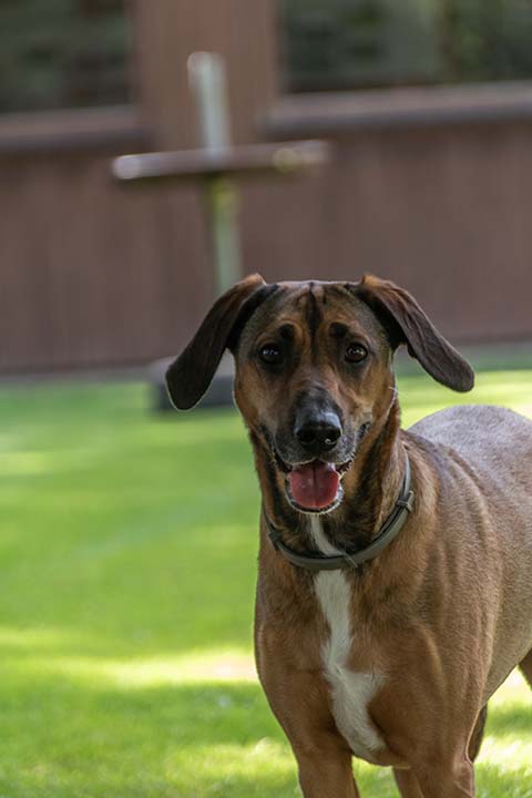 Hundewiese Eickhorst