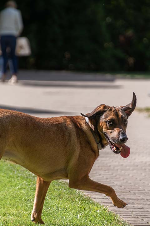 Hundewiese Eickhorst