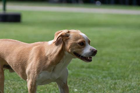 Hundewiese Eickhorst