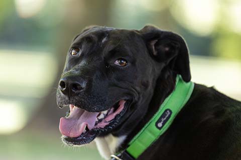 Hundewiese Eickhorst