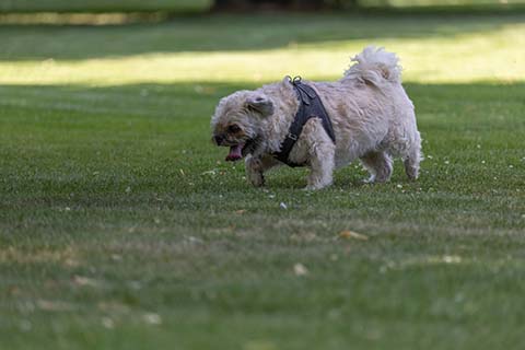 Hundewiese Eickhorst