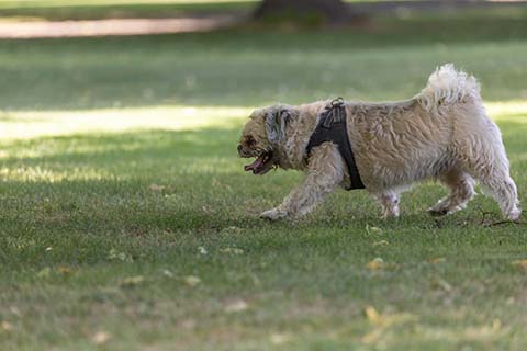 Hundewiese Eickhorst