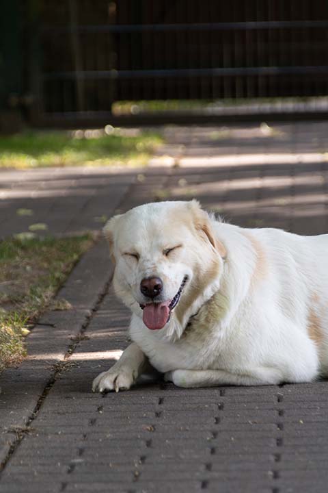Hundewiese Eickhorst