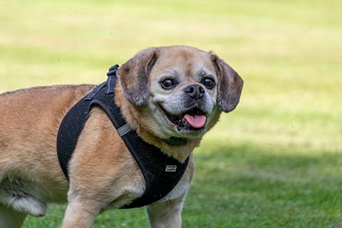 Hundewiese Eickhorst