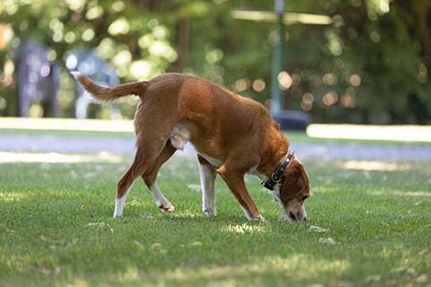 Hundewiese Eickhorst