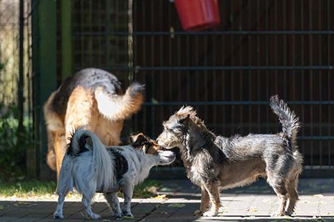 Hundewiese Eickhorst