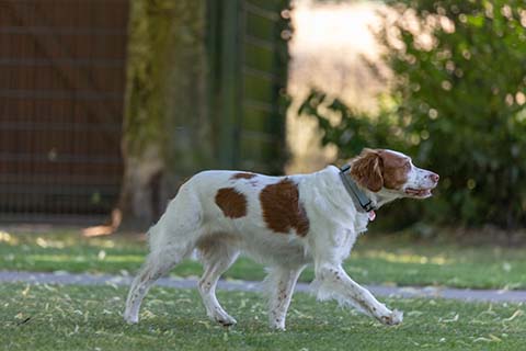 Hundewiese Eickhorst