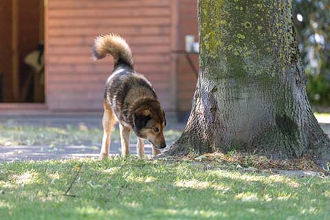 Hundewiese Eickhorst