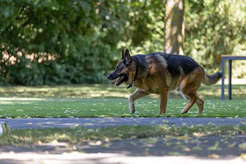 Hundewiese Eickhorst
