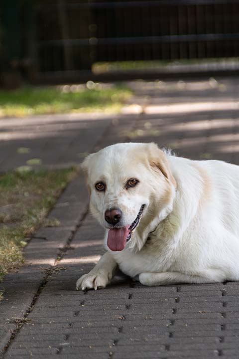 Hundewiese Eickhorst