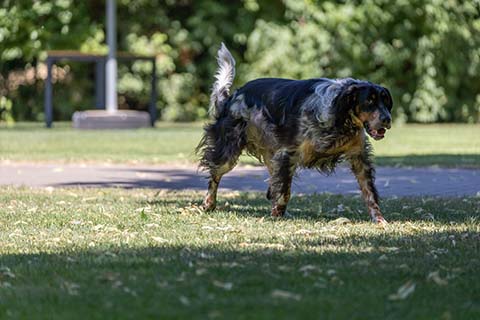 Hundewiese Eickhorst