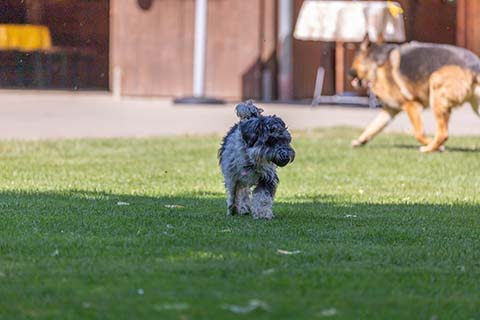 Hundewiese Eickhorst