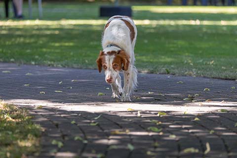 Hundewiese Eickhorst