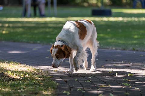 Hundewiese Eickhorst
