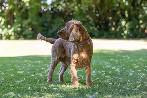 Hundewiese Eickhorst