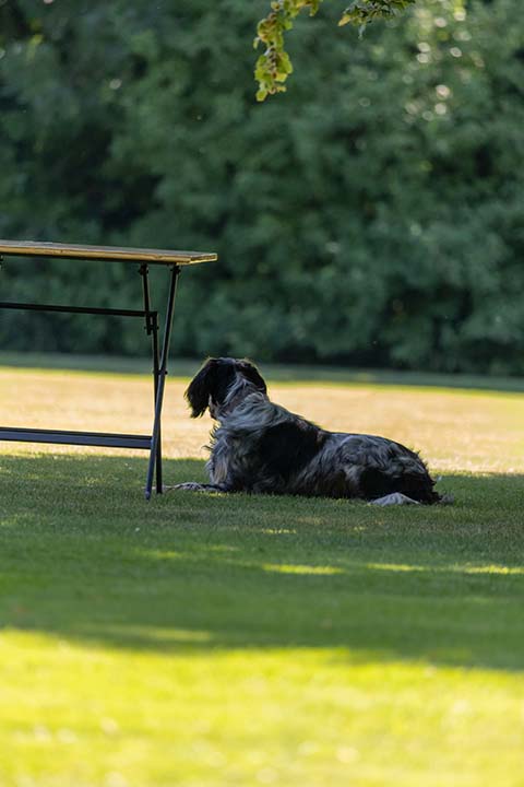 Hundewiese Eickhorst